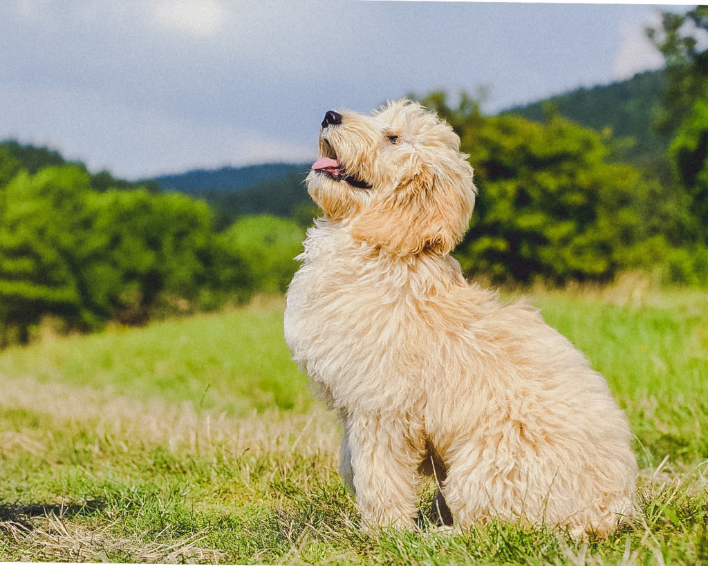 CBD for dogs - happy dog image